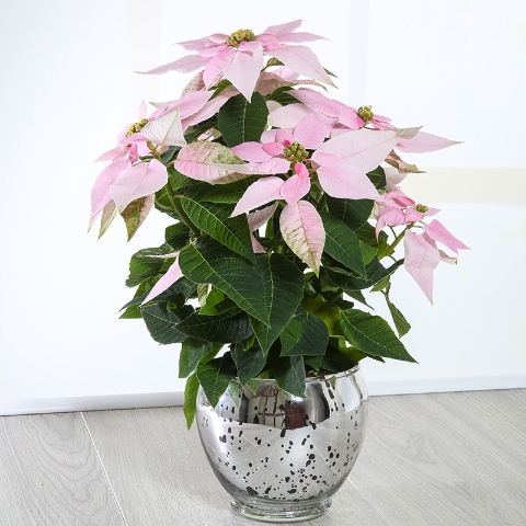 Pink Poinsettia